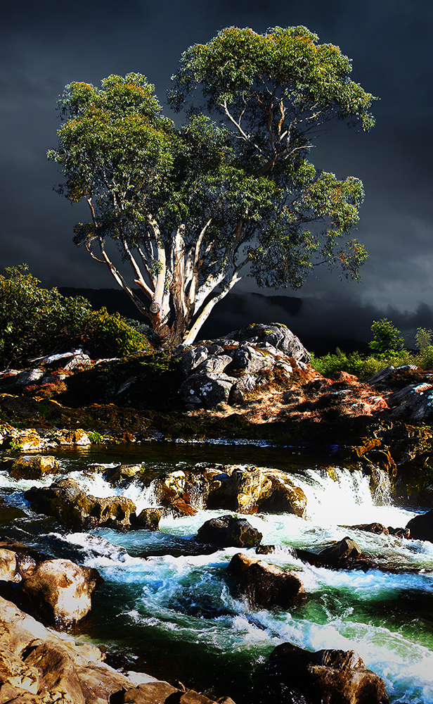 Eucalipto Blanco — fine-art print by Pneuma
